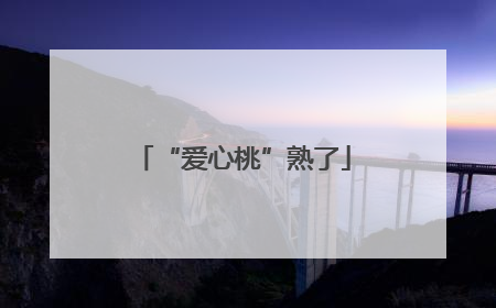 “爱心桃”熟了