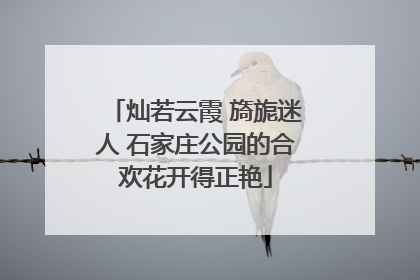 灿若云霞 旖旎迷人 石家庄公园的合欢花开得正艳
