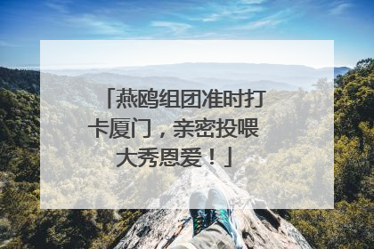 燕鸥组团准时打卡厦门，亲密投喂大秀恩爱！