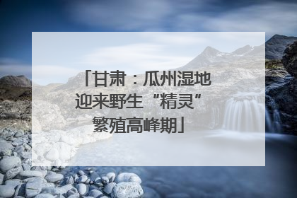甘肃：瓜州湿地迎来野生“精灵”繁殖高峰期