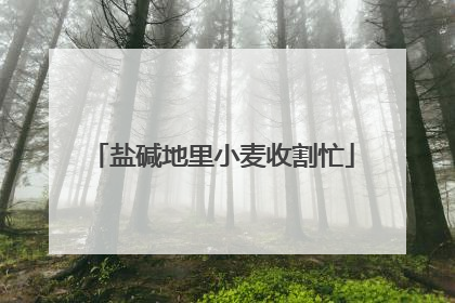 盐碱地里小麦收割忙