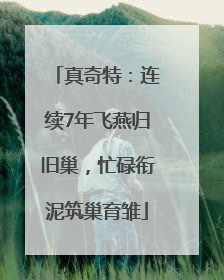 真奇特：连续7年飞燕归旧巢，忙碌衔泥筑巢育雏