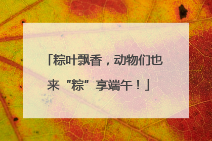 粽叶飘香，动物们也来“粽”享端午！