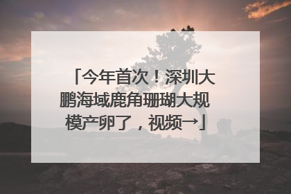 今年首次！深圳大鹏海域鹿角珊瑚大规模产卵了，视频→