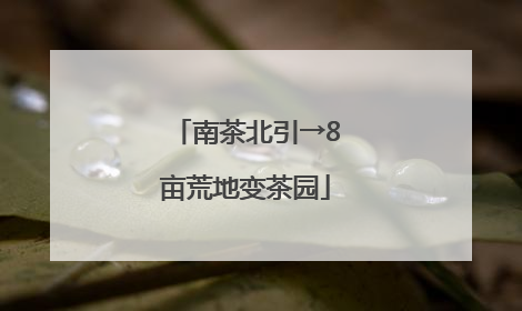 南茶北引→8亩荒地变茶园