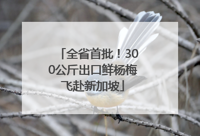 全省首批！300公斤出口鲜杨梅飞赴新加坡