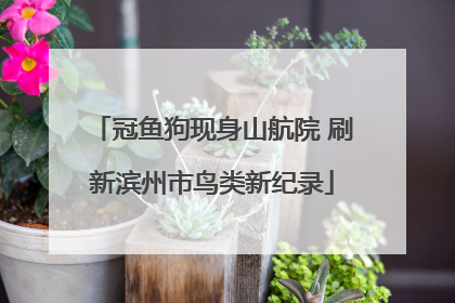 冠鱼狗现身山航院 刷新滨州市鸟类新纪录