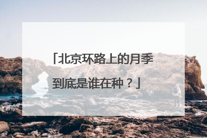 北京环路上的月季到底是谁在种？