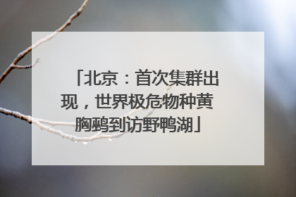 北京：首次集群出现，世界极危物种黄胸鹀到访野鸭湖