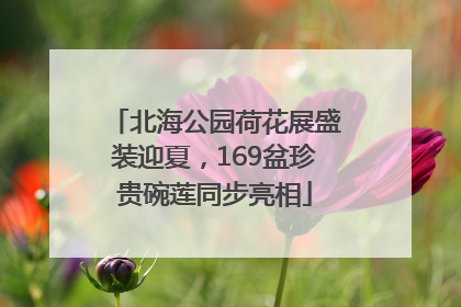 北海公园荷花展盛装迎夏，169盆珍贵碗莲同步亮相