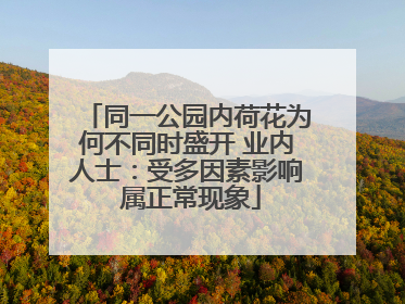 同一公园内荷花为何不同时盛开 业内人士：受多因素影响 属正常现象