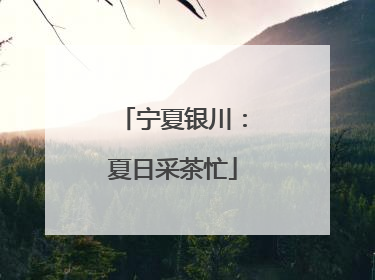 宁夏银川：夏日采茶忙