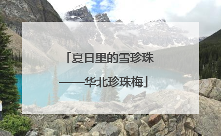 夏日里的雪珍珠——华北珍珠梅
