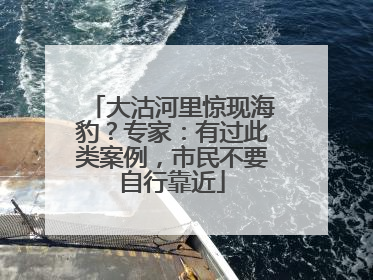 大沽河里惊现海豹？专家：有过此类案例，市民不要自行靠近