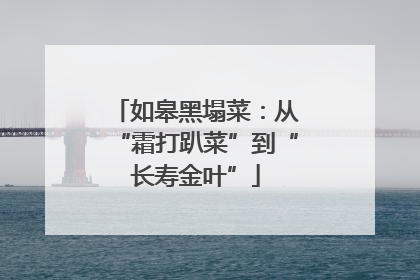 如皋黑塌菜：从“霜打趴菜”到“长寿金叶”