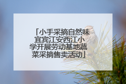 小手采摘自然味 宜宾江安西江小学开展劳动基地蔬菜采摘售卖活动