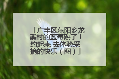 广丰区东阳乡龙溪村的蓝莓熟了！约起来 去体验采摘的快乐（图）