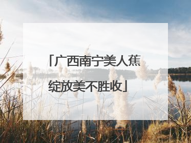 广西南宁美人蕉绽放美不胜收
