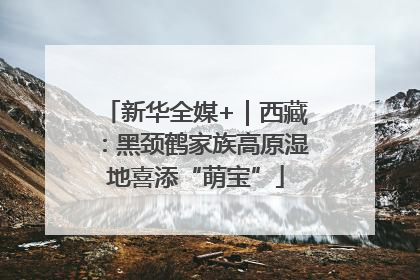 新华全媒+｜西藏：黑颈鹤家族高原湿地喜添“萌宝”