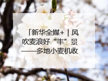 新华全媒+｜风吹麦浪好“丰”景——多地小麦机收一线见闻
