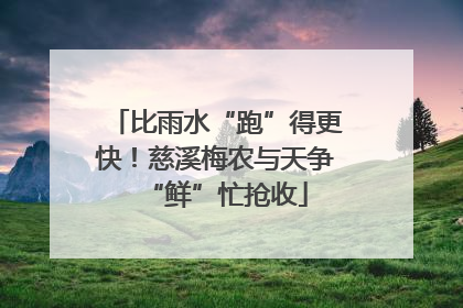 比雨水“跑”得更快！慈溪梅农与天争“鲜”忙抢收