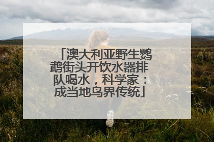 澳大利亚野生鹦鹉街头开饮水器排队喝水，科学家：成当地鸟界传统
