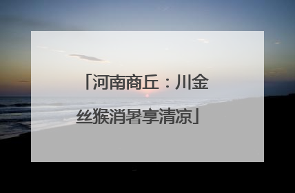 河南商丘：川金丝猴消暑享清凉