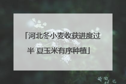 河北冬小麦收获进度过半 夏玉米有序种植
