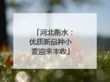 河北衡水：优质新品种小麦迎来丰收