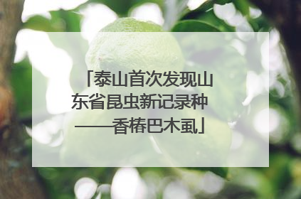 泰山首次发现山东省昆虫新记录种——香椿巴木虱