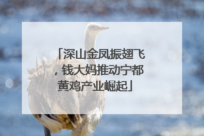 深山金凤振翅飞，钱大妈推动宁都黄鸡产业崛起