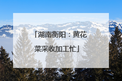 湖南衡阳：黄花菜采收加工忙
