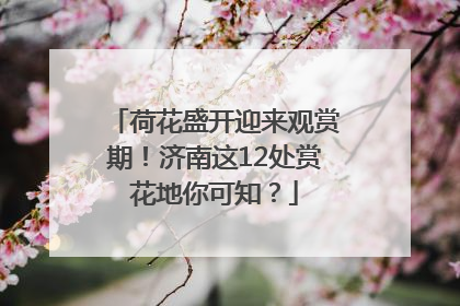 荷花盛开迎来观赏期！济南这12处赏花地你可知？