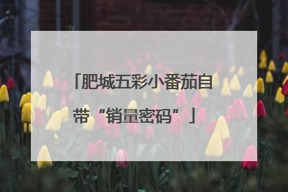 肥城五彩小番茄自带“销量密码”