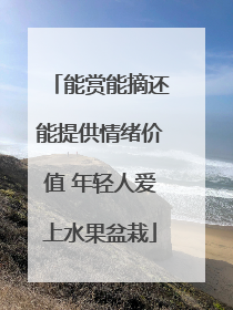 能赏能摘还能提供情绪价值 年轻人爱上水果盆栽