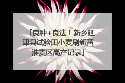 良种+良法！新乡延津县试验田小麦刷新黄淮麦区高产记录