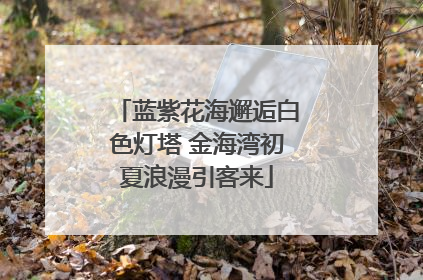 蓝紫花海邂逅白色灯塔 金海湾初夏浪漫引客来