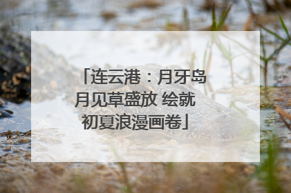 连云港：月牙岛月见草盛放 绘就初夏浪漫画卷