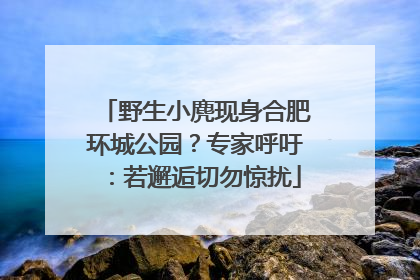 野生小麂现身合肥环城公园？专家呼吁：若邂逅切勿惊扰