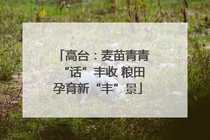 高台：麦苗青青“话”丰收 粮田孕育新“丰”景