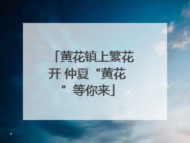 黄花镇上繁花开 仲夏“黄花”等你来