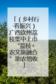 （乡村行·看振兴）广西钦州荔枝集中上市 “荔枝+农文旅融合”助农增收