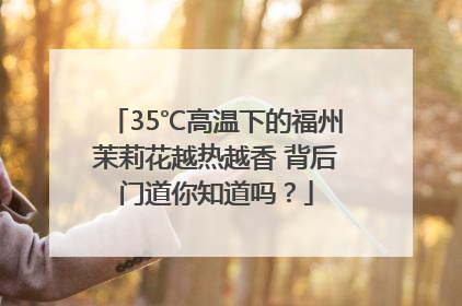 35℃高温下的福州茉莉花越热越香 背后门道你知道吗？